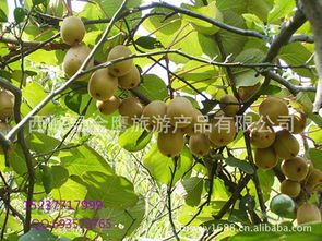 河南省西峽縣獼猴桃 產(chǎn)地直銷，新鮮直達(dá)
