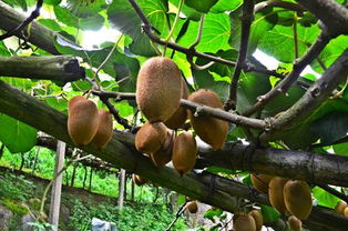 和平獼猴桃熟了，國家地理標(biāo)志產(chǎn)品火熱上市