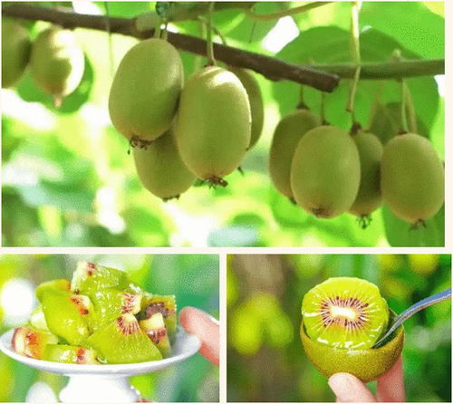 山泉滋養(yǎng)，甜美多汁——快來品嘗分水優(yōu)質(zhì)獼猴桃