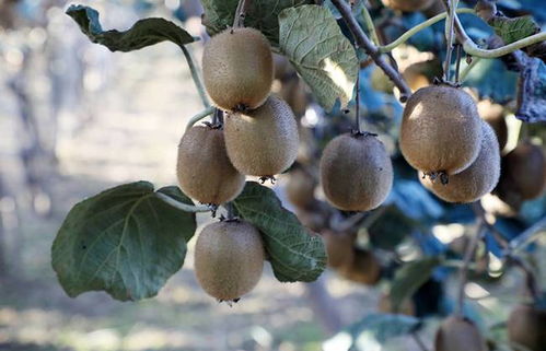 秋日好食光 幫農(nóng)助農(nóng)酷消銷賦能，陜西周至獼猴桃產(chǎn)業(yè)走上快車道