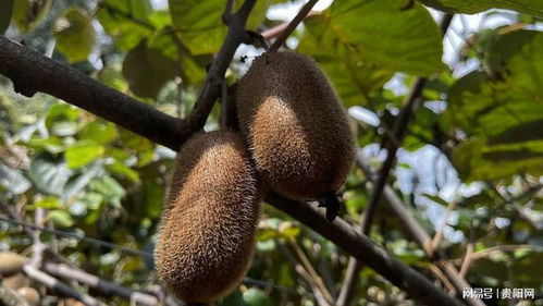 修文獼猴桃甜蜜上市，10萬噸貨源緊俏欲購從速