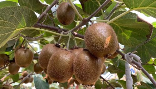 陜西特產(chǎn)優(yōu)惠來襲 從秦人咥美味到洛南木耳與安康原生態(tài)獼猴桃