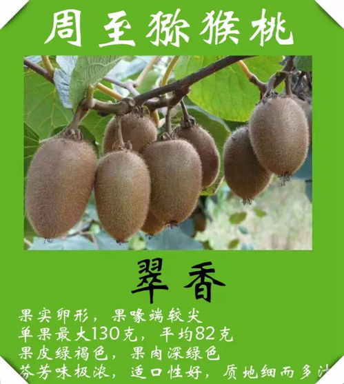 克拉瑪依人專享 獼猴桃直采直銷基地，新鮮包郵到家