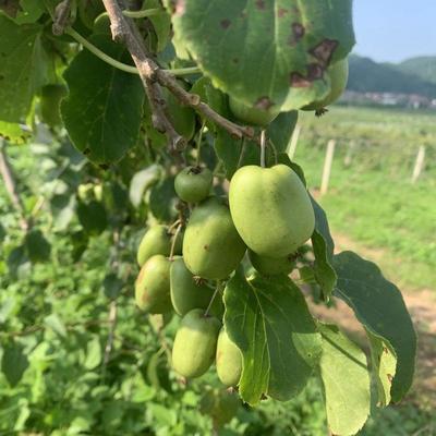 軟棗獼猴桃市場(chǎng)探秘 遼寧岫巖產(chǎn)地直供，10元/斤批發(fā)價(jià)背后的產(chǎn)業(yè)機(jī)遇