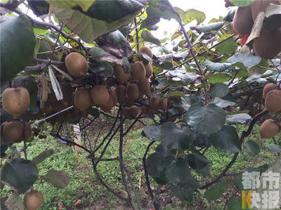 周至十萬斤獼猴桃豐產(chǎn)滯銷，果農(nóng)期盼客商助農(nóng)解憂